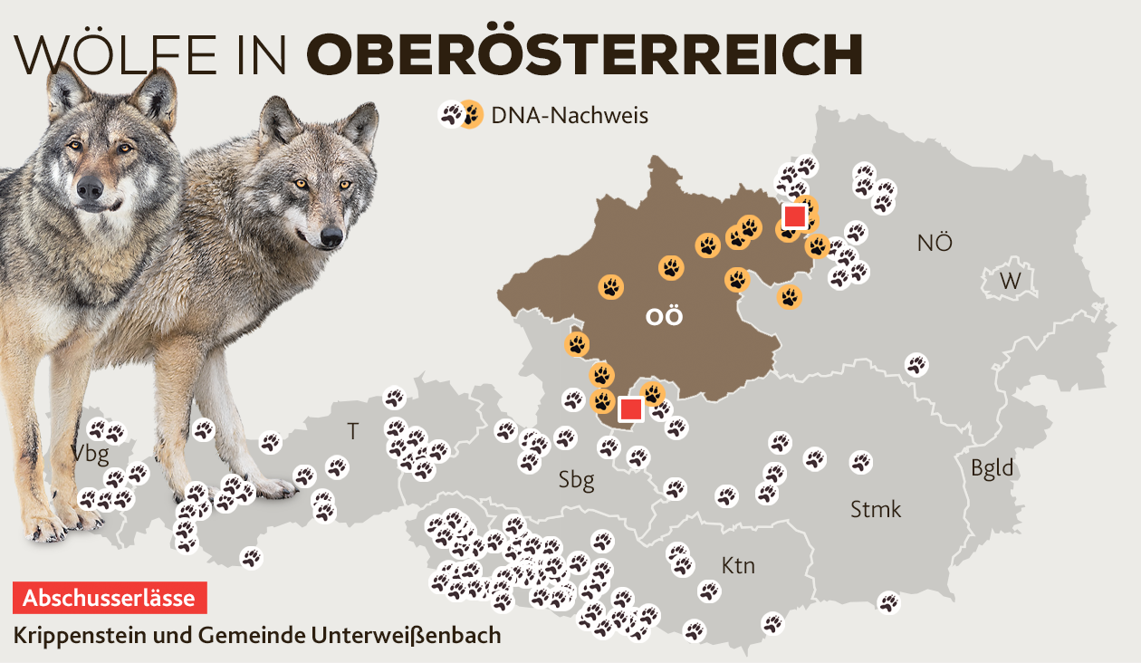 Diese aktuelle Karte zeigt, wo derzeit Wölfe nachgewiesen sind (Bild: Land OÖ. stock.adobe.com, Krone KREATIV)