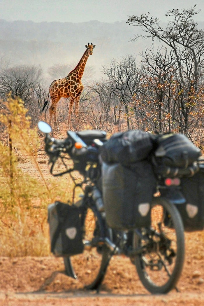 Begegnung mit Giraffen in der Wildnis von Damaraland.