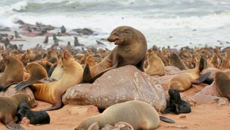 Auch für seine zahlreichen Seelöwen ist Namibia bekannt. (Bild: Grammer Karl)