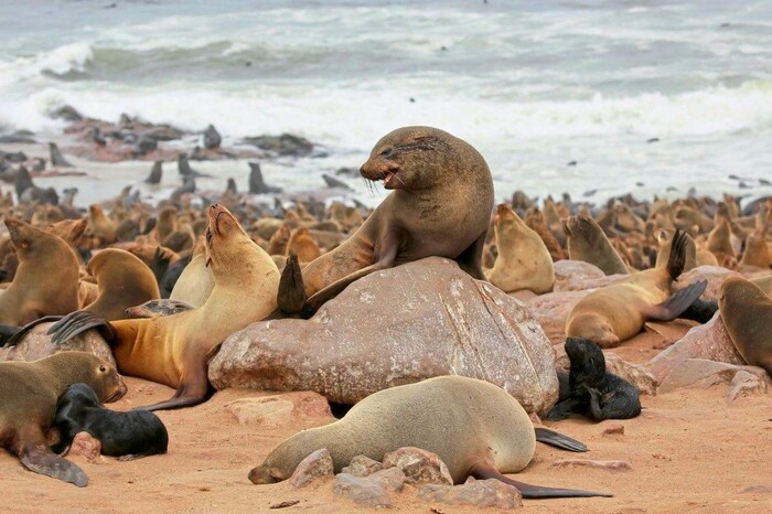 Auch für seine zahlreichen Seelöwen ist Namibia bekannt.