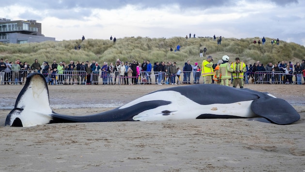Der Orca strandete in schlechter Verfassung an der belgischen Nordseeküste. (Bild: AFP)