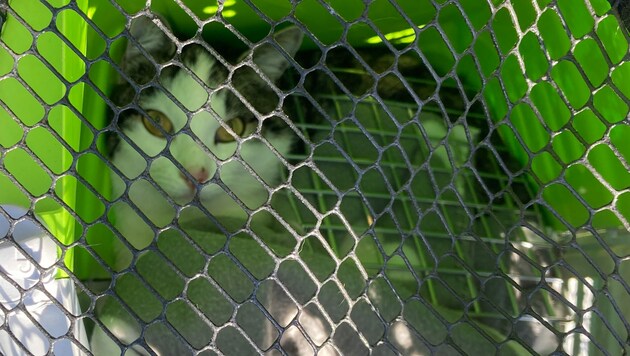 Diese Katze wurde aus dem Schneckenpumpwerk gerettet. (Bild: FF Oberndorf)
