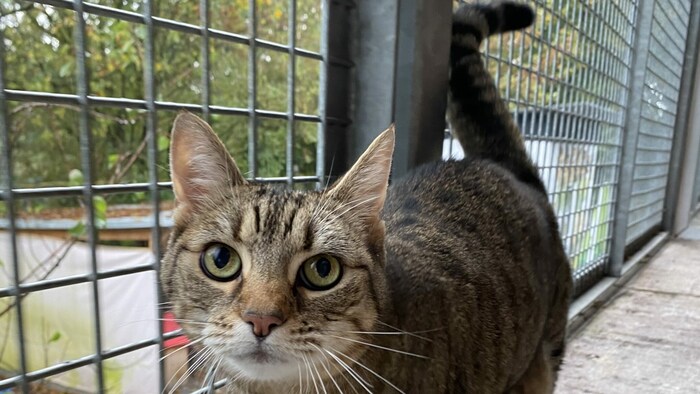 Katze Coco