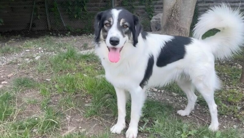 Herdenschutzhund Wilhelm (Bild: Tierschutzheim Vorarlberg)