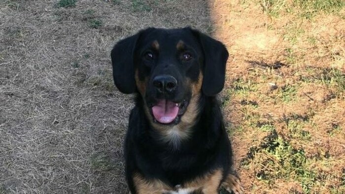 Idefix sucht sein Für-immer-Zuhause.