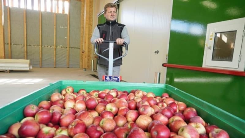 Die Apfelernte fiel heuer um ein gutes Drittel geringer aus (Bild: Pail Sepp)