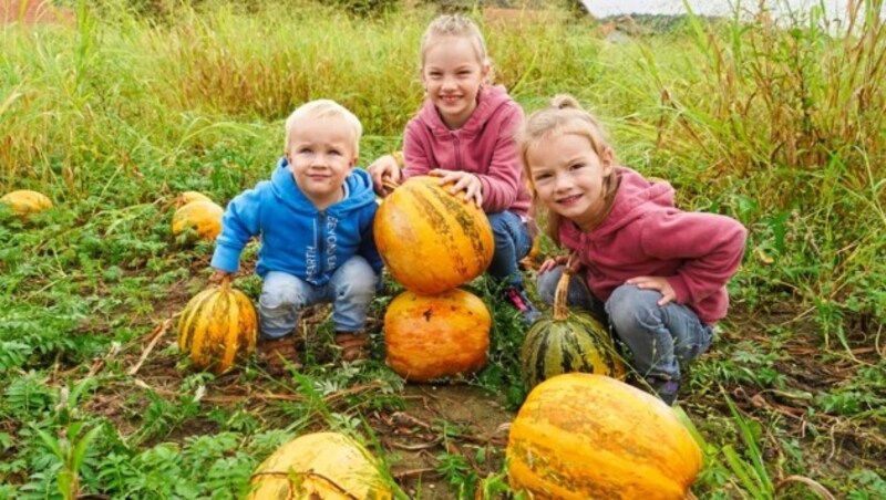 Kürbisse sind besonders zu Halloween gefragt - doch auch ihre Anbauflächen schrumpften (Bild: Pail Sepp)