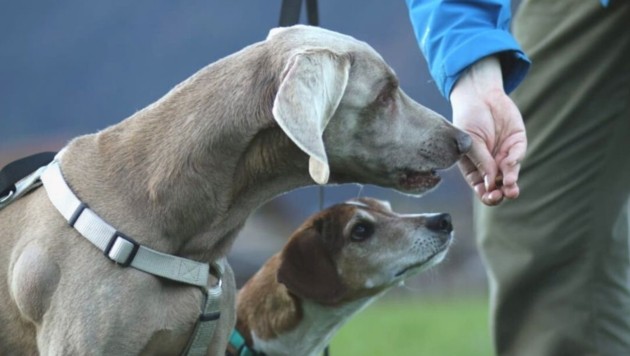 Wir bleiben für immer Zusammen! (Bild: TSV Tirol)