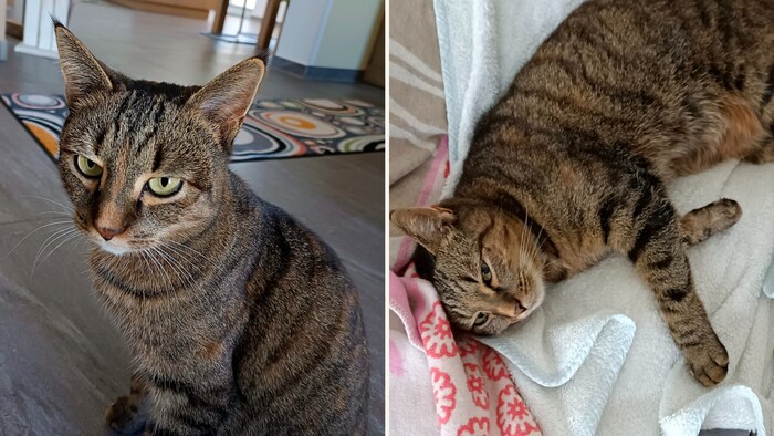 „Stella“ ist ausgebüxt!