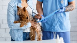 Tierarzt-Besuche werden oft zum Kosten-Schock. (Bild: Prostock-studio - stock.adobe.com)