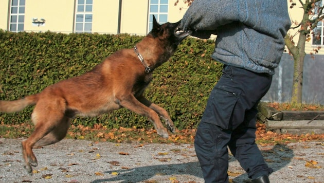 Der vermeintliche Täter, der sich als Hundetrainer ausgab, soll tierquälerische Methoden angewandt haben (Symbolbild). (Bild: KRONEN ZEITUNG)