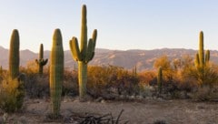 Saguaro Kakteen findet man nur im südlichen Arizona. Die beeindruckenden Riesen sind das Wahrzeichen des Bundesstaates (Bild: James - stock.adobe.com)