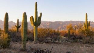 Saguaro Kakteen findet man nur im südlichen Arizona. Die beeindruckenden Riesen sind das ...