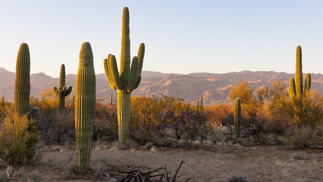 Saguaro Kakteen findet man nur im südlichen Arizona. Die beeindruckenden Riesen sind das Wahrzeichen des Bundesstaates (Bild: James - stock.adobe.com)