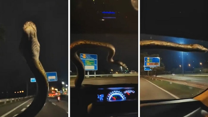 Die Feuerwehr fing die Würgeschlange ein und kümmerte sich um den blinden Passagier.