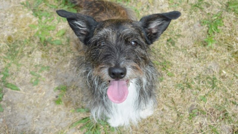 Rambo wartet auf einen Einzelplatz bei erfahrenen Hundehaltern. (Bild: zVg)
