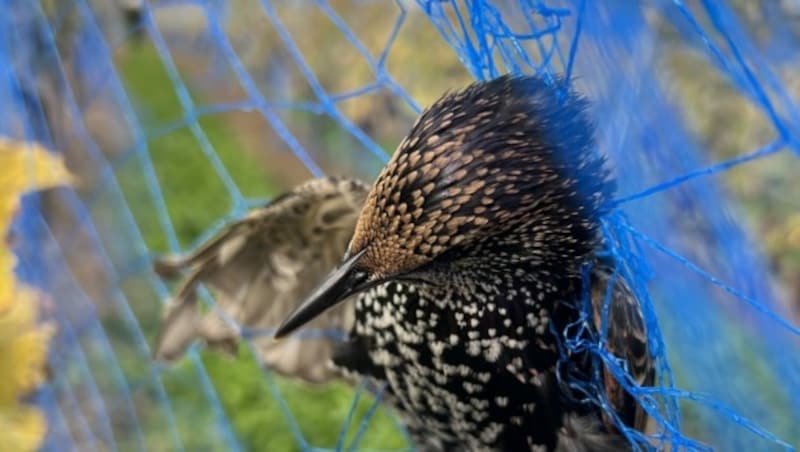 Die Netze sollen nicht sachgemäß angebracht sein, weshalb besonders viele Vögel sterben. (Bild: Verein gegen Tierfabriken)