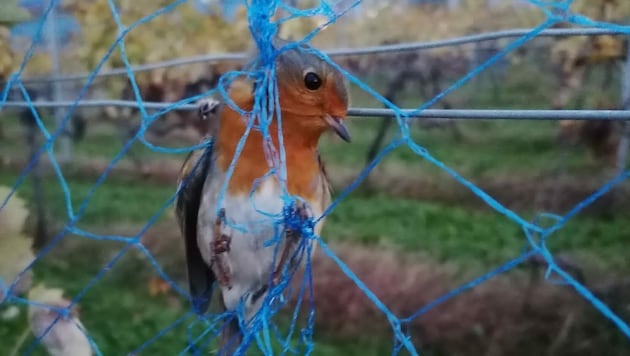 Die Vögel sterben einen qualvollen Tod. (Bild: Verein gegen Tierfabriken)