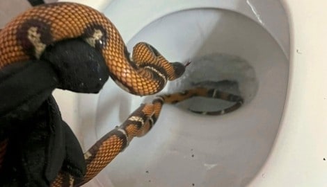 Die Königsnatter machte es sich im Hotel-Klo bequem. (Bild: Tierschutz Austria)