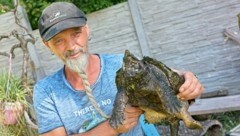 Hier hält Markus Putzgruber eine Geierschildkröte, die in NÖ ausgesetzt gefunden wurde - sie ist übrigens die größte und gefährlichste Wasserschildkröte der Welt! (Bild: Zwefo)