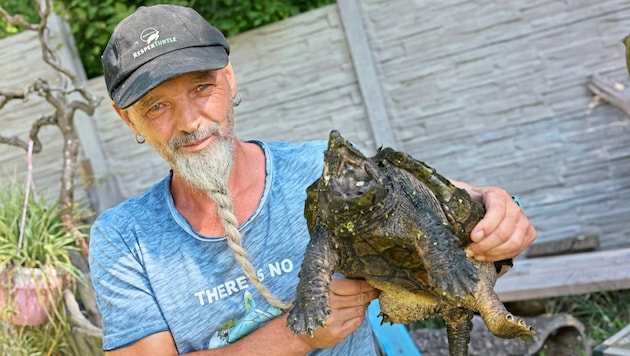 Hier hält Markus Putzgruber eine Geierschildkröte, die in NÖ ausgesetzt gefunden wurde - sie ist übrigens die größte und gefährlichste Wasserschildkröte der Welt! (Bild: Zwefo)