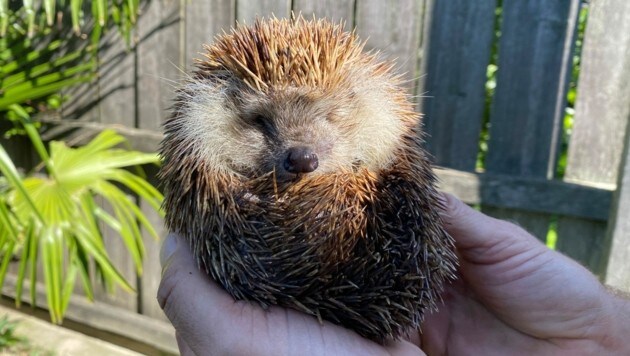 Ein blindes Igel-Weibchen lebt bereits seit Jahren am Hof von Markus Putzgruber. (Bild: Zwickl)