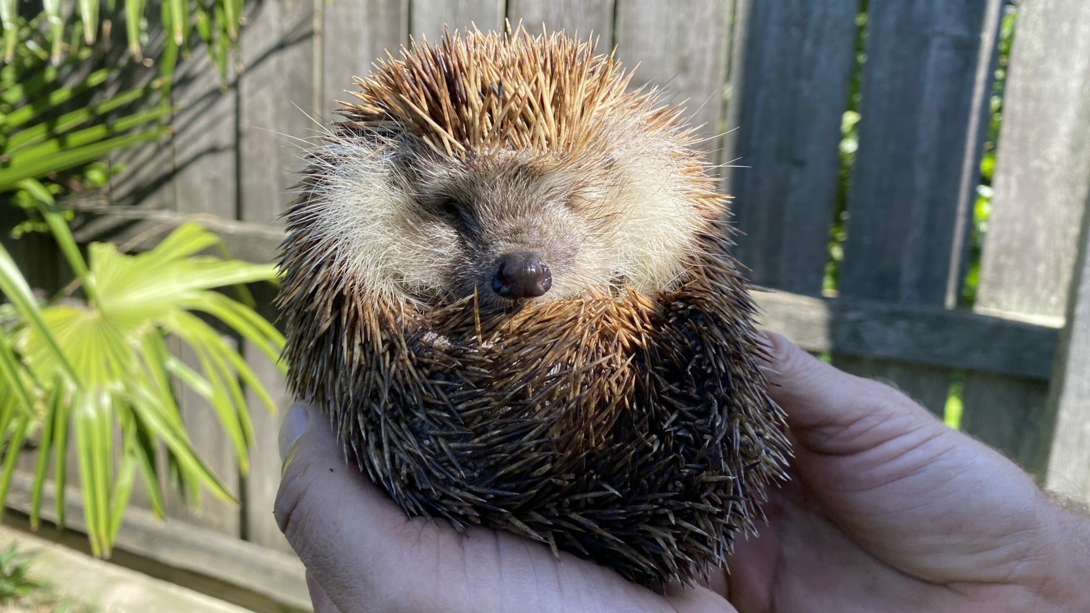Ein blindes Igel-Weibchen lebt bereits seit Jahren am Hof von Markus Putzgruber.
