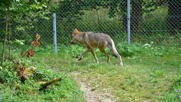 In der Gemeinde Schönau im Mühlkreis ist der Wolf zum Abschuss freigegeben. (Bild: Wolfgang Spitzbart)