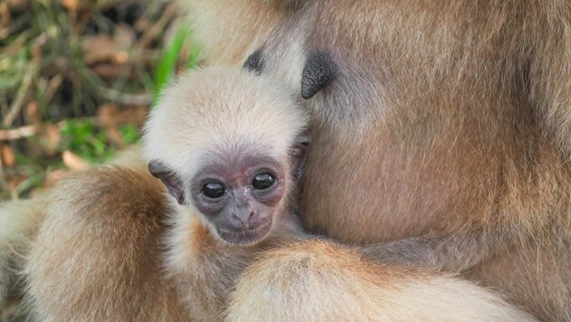 Das zwei Monate alte Jungtier ist ein Mädchen, verkündete der Zoo am Freitag (Bild: Zoo Salzburg )