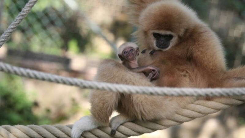 Gibbon-Dame Maya mit ihrem Sprössling (Bild: Zoo Salzburg )