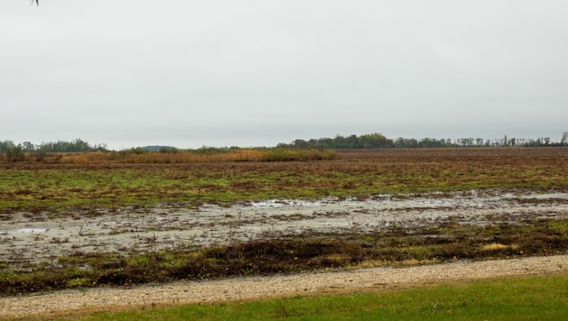 Der Zicksee in St. Andrä zeigt nur wenig Reaktion auf die Niederschlagsmengen der vergangenen Tage. (Bild: Charlotte Titz)