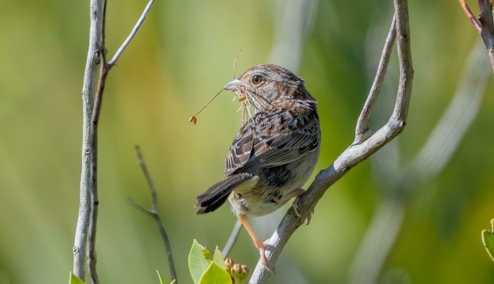 Die Kiefernammer - im Englischen Bachman’s Sparrow - ist nach einem Befürworter der Sklaverei ...