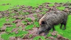 Hier wurde gekickt - bevor die Wildschweine antanzten. (Bild: zVg, P. Huber, Krone KREATIV)