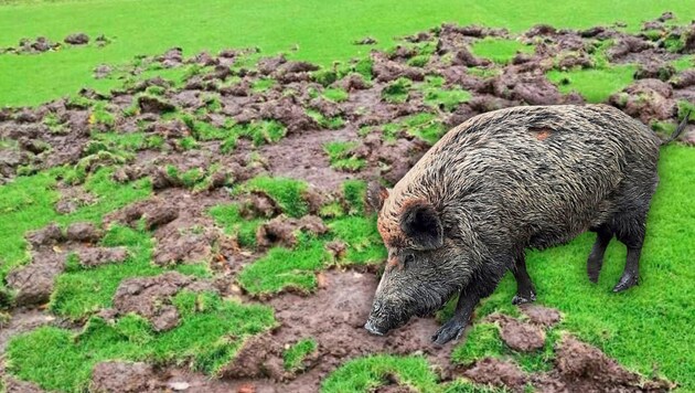 Hier wurde gekickt - bevor die Wildschweine antanzten. (Bild: zVg, P. Huber, Krone KREATIV)