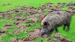 Hier wurde gekickt - bevor die Wildschweine antanzten. (Bild: zVg, P. Huber, Krone KREATIV)