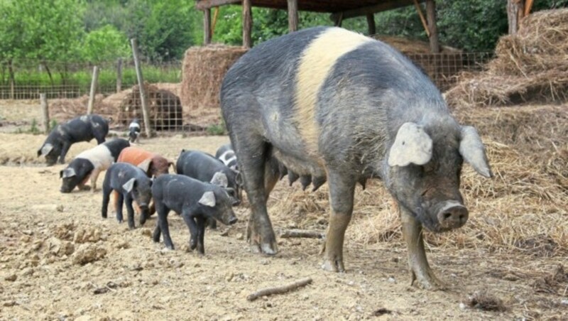 Die Sonnenschwein leben am Labondahof beispielhaft artgerecht (Bild: KRONEN ZEITUNG)