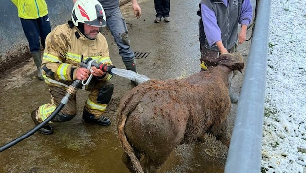 Die Feuerwehr rettete das Kalb (Bild: FF Mariapfarr)