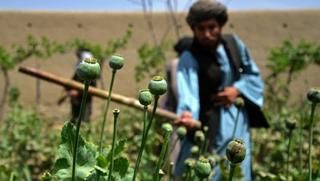 Der Opiumanbau in Afghanistan ist laut eines UN-Berichts seit 2022 um 95 Prozent zurückgegangen.  (Bild: APA/AFP/Sanaullah SEIAM)
