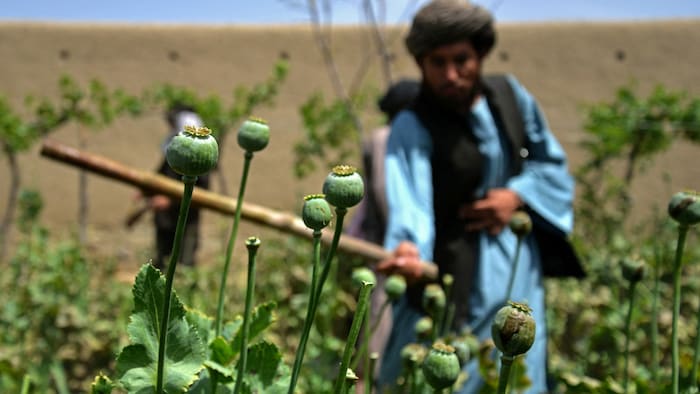 Trotz Taliban-Verbots blüht der Anbau von Schlafmohn regelrecht. Aus dem daraus gewonnen Opium wird Heroin hergestellt.