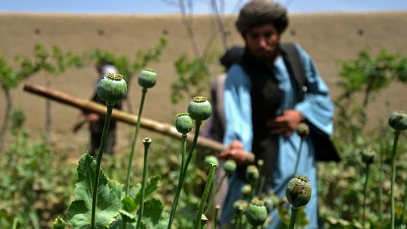 Der Anbau von Mohn gilt in dem von Krieg und Armut geplagten Land als besonders rentabel und trägt zum Überleben vieler Bauern bei. (Bild: APA/AFP/Sanaullah SEIAM)