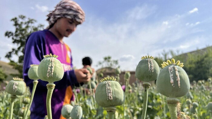 Der Anbau von Schlafmohn trägt in Afghanistan zum Überleben vieler Bauern bei. 