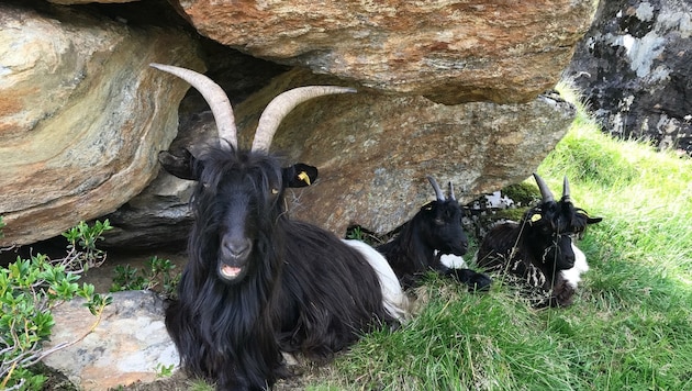 Bei dem getöteten Tier handelt es sich um eine Walliser Ziege (Bild: ZOOM.TIROL)