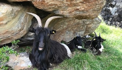 Bei dem getöteten Tier handelt es sich um eine Walliser Ziege (Bild: ZOOM.TIROL)