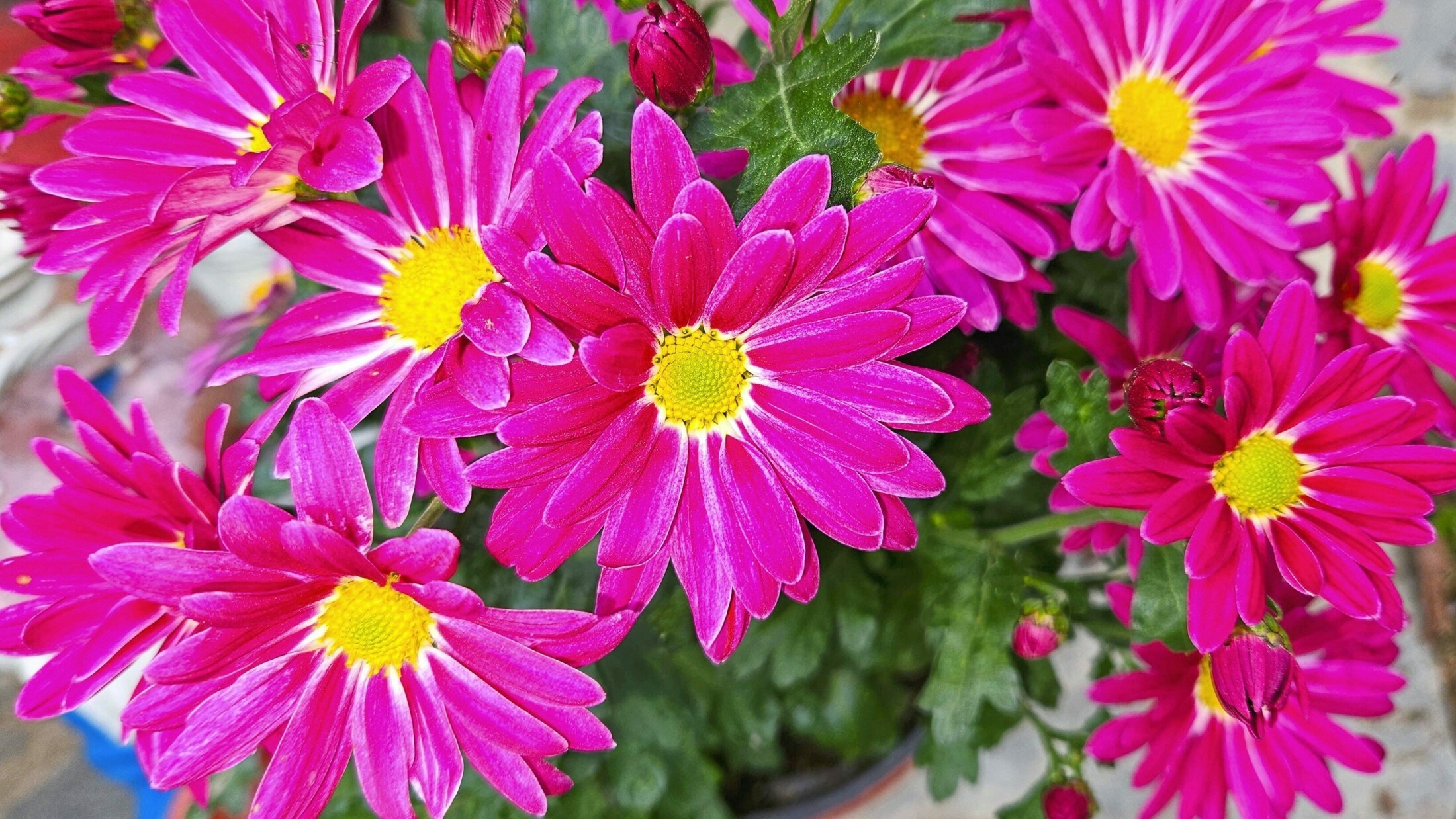 Strahlend schöne Blüten