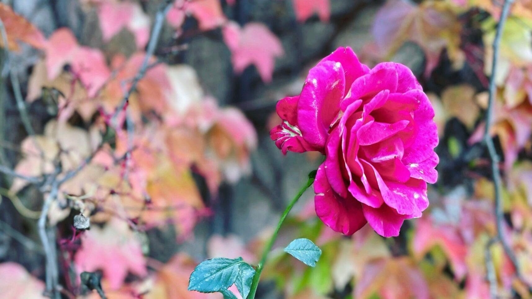 Die letzten Rosenblüten des Jahres