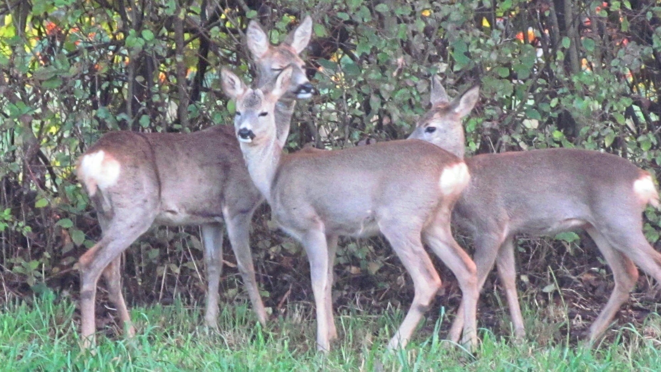 Rehfamilie zu Besuch in Rosegg