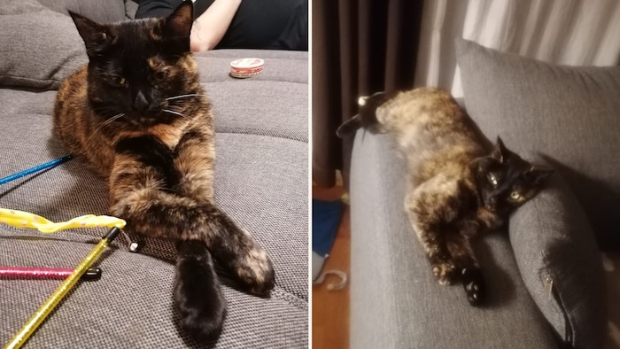 Lotte wird gesucht.