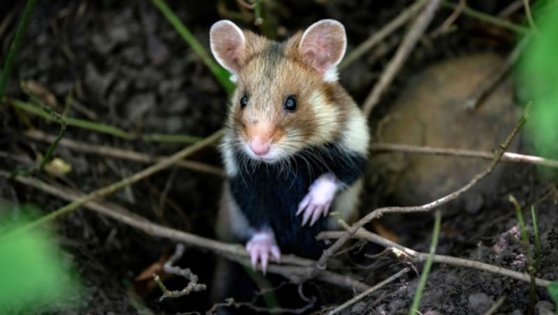 Um den Feldhamster in seinen Beständen wieder zu stabilisieren, ist es wichtig, Ausbreitungskorridore, Ackerraine, unbefestigte Feldwege und Brachen zu erhalten oder zu schaffen (Bild: Dominik Moser/Naturschutzbund)