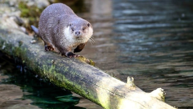 Die Fischer sehen den Fischbestand durch ihn bedroht.  (Bild: Tröster Andreas)