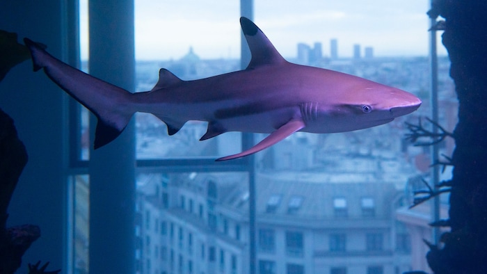 Das 360°-Haibecken im Haus des Meeres entzückt Besucher seit 2021!